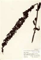 藏品(皺葉酸模)的圖片